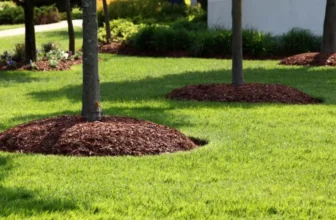 The Science Behind Achieving a Perfect Lawn