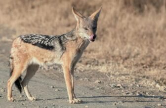 How Do You Read Animal Tracks for Survival?